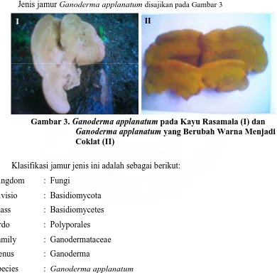 Gambar 3. Ganoderma applanatum pada Kayu Rasamala (I) dan Ganoderma applanatum yang Berubah Warna Menjadi 