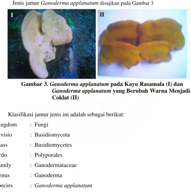 Gambar 3. Ganoderma applanatum pada Kayu Rasamala (I) dan Ganoderma applanatum yang Berubah Warna Menjadi 
