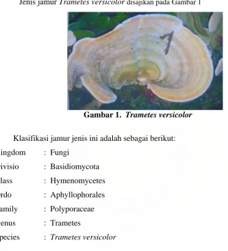 Gambar 1.  Trametes versicolor  