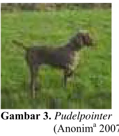 Gambar 3.  Pudelpointer a