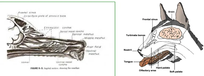 Gambar 4. Anatomi rongga hidung anjing     (Evans 1993) 