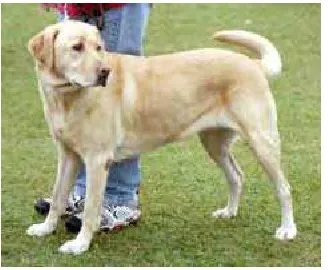 Gambar 6. Labrador Retriever dewasa (Anonimc 2007). 