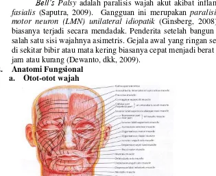Gambar 1. Otot- otot wajah (Putz and Pabst, 2006) 