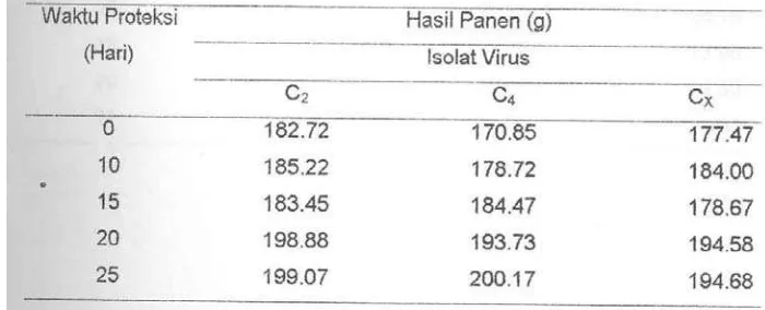 Tabel 4.  Rata-rata Hasil Panen (g) dari Uji Proteksi Beberapa Isolat Virus Mosaik Ketimun dan Waktu Proteksi 