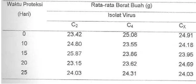 Tabel 5. Rata-rata Berat Buah (g) dari Uji Proteksi Beberapa Isolat Virus Mosaik Ketimun dan Waktu Proteksi 