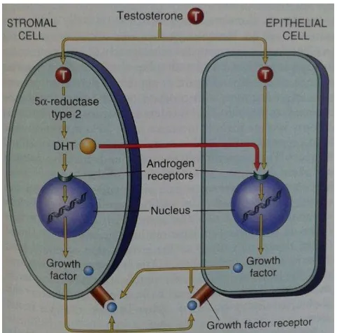 Gambar 5. Patogenesis BPH (Sumber: Kumar dkk., 2010). 