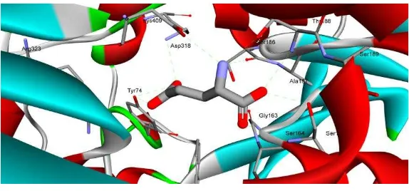 Figure 1: The interaction of amino acid residue on catalytic side of mGluR receptor with model ligand of glutamic acid (bold stick)