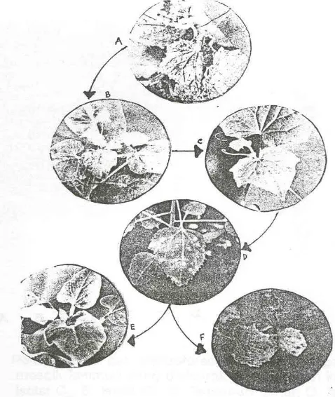 Gambar 3. Gejala yang timbul pad a uji hayati; A. Sampel dari lapang, B & E.  Gejala rnosaik pada tanarnan N