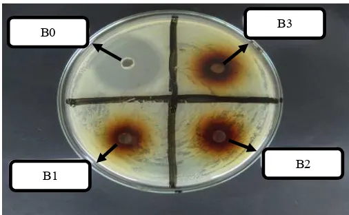Gambar 4.1. Hasil uji antibakteri ekstrak umbi bawang putih dengan lama fermentasi yang berbeda terhadap pertumbuhan S