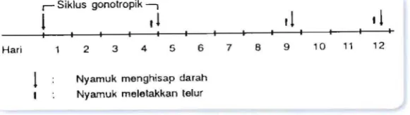 Gambar 2. 2. Siklus 90no tropik 