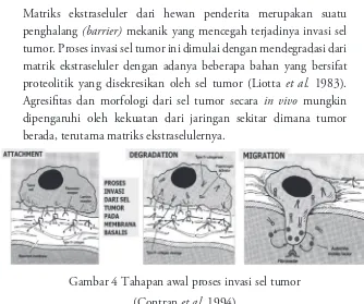Gambar 4 Tahapan awal proses invasi sel tumor 