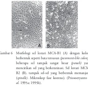 Gambar 6  Morfologi sel lestari MCA-B1 (A) dengan koloni 