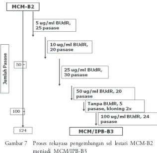 Gambar 7  Proses rekayasa pengembangan sel lestari MCM-B2 