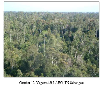 Gambar 12  Vegetasi di LAHG, TN Sebangau  