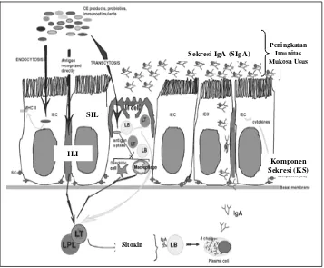 Gambar 2  Mekanisme immuno-modulation                      Exclusion probiotik dan Competitive  dalam usus unggas (Revolledo et al