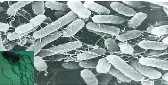 Gambar 3  Bakteri Salmonella Enteritidis (Cox et al. 2000) 