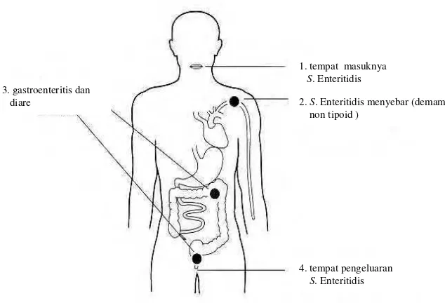 Gambar 4  Patogenesis enterokolitis dan diare salmonellosis  (Gianella 2001) 