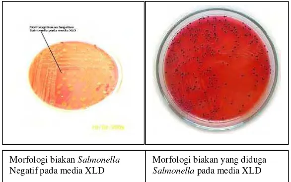 Gambar 7  Morfologi biakan Salmonella                                 Lysine Deoxycholate sp