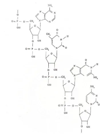 Gambar 2. Sebagian rantai asam nukleat yang menunjukan ikatan antara nukleotida-nukleotida penyusunnya