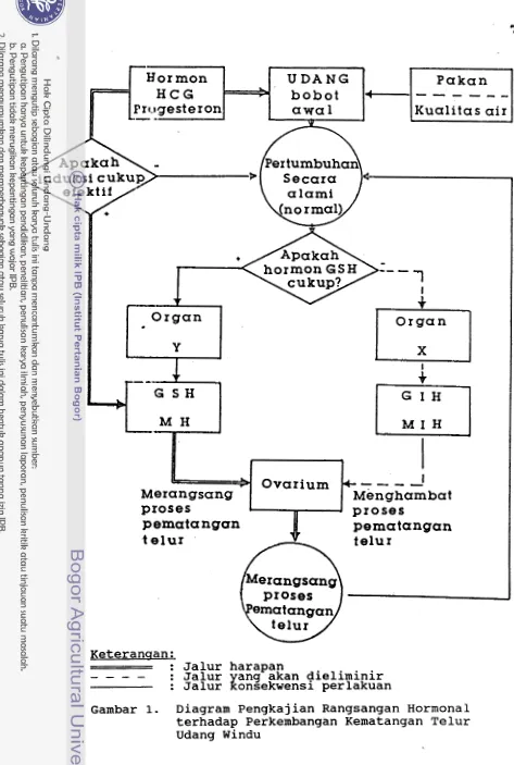 Gambar 1. Diagram Pengkajian Rangsangan Hormonal 