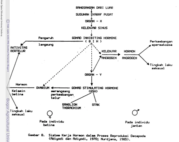 Gambar 8. Sistem Kerja HMa d a l r  Proses Repr-oduksi Decapoda 1970; 