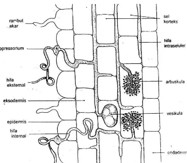 Gambar 1. Penampang Longitudinal Akar yang Terinfeksi FMA                    (Sumber : Brundett dkk., 1996)