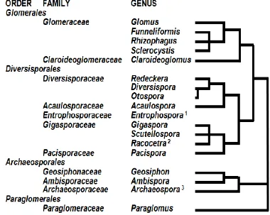 Gambar 3.Taksonomi Fungi Mikoriza Arbuskular       Schubler dan Walker (2010) yang dikutip oleh Kruger (2011)
