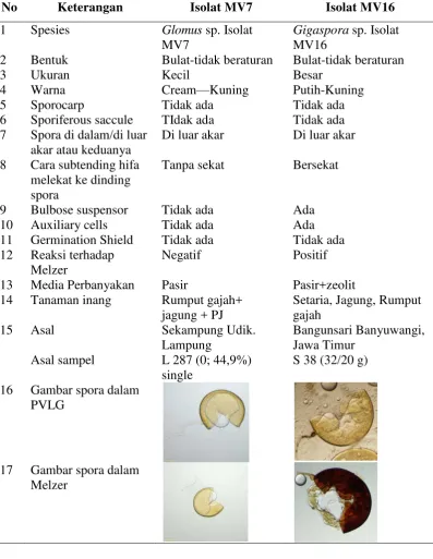Gambar spora dalam 