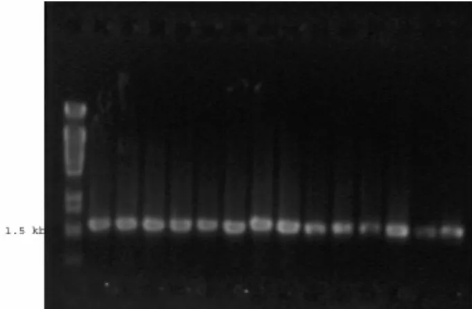 Gambar 1. Hasil elektroforesis gel mini hasil amplifikasi gen 16S rRNA.  
