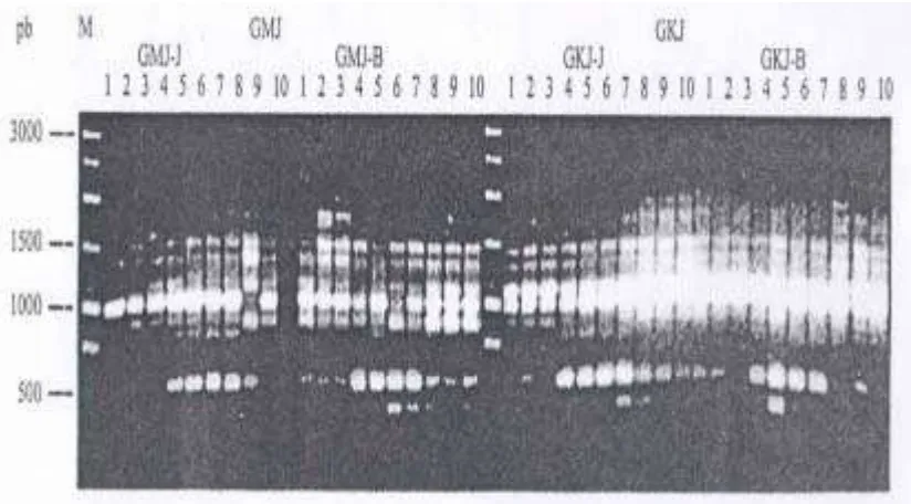 Gambar 2. Hasil amplifikasi DNA kelapa Genjah Jombang menggunakan                    primer OPA-18