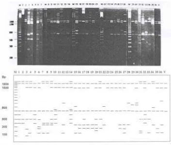 Gambar 3. Pemotongan plasmid rekombinan gen 16S rRNA dengan Rsa                  (dari Desiliyarni, 1999)