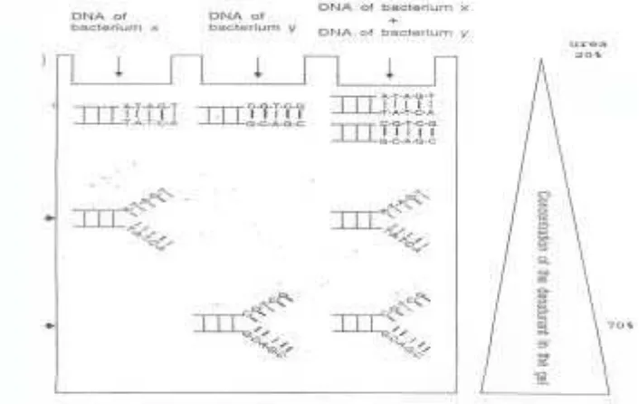 Gambar 4. Denaturing Gradient Gel Electrophoresis (DGGE)  