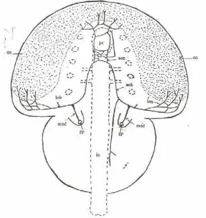 Gambar 1. Posisi organ reproduksi mimi bulan (Tachypleus gigas)      (Yamasaki et al., 1988 dalam Eidman
