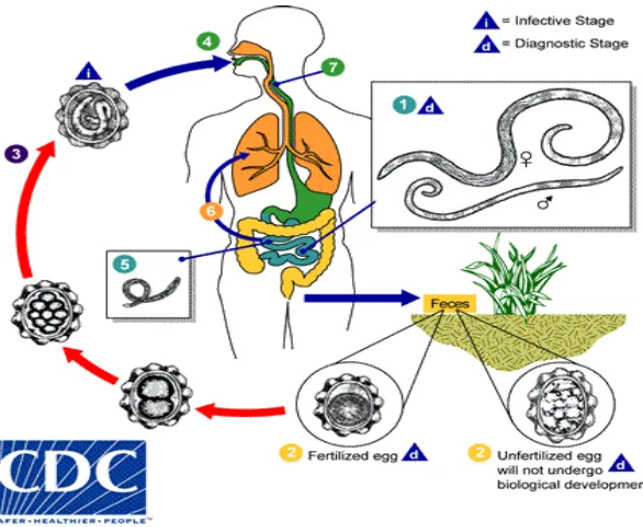 Gambar 1. Daur hidup Ascaris lumbricoides (CDC, 2013) 