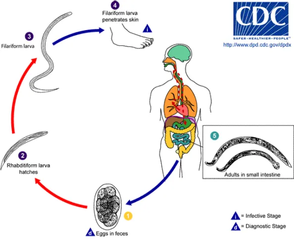 Gambar 6. Daur hidup cacing tambang (hookworm) (CDC, 2013) 