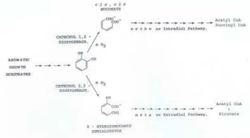 Gambar 1. Metabolisme senyawa aromatik umumnya melalui katekol sebagai intermediet sentral