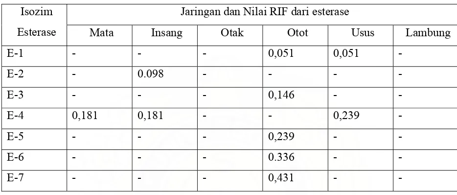 Tabel 2. Distribusi isozim Esterase pada ikan Neollissochilus sumatranus 