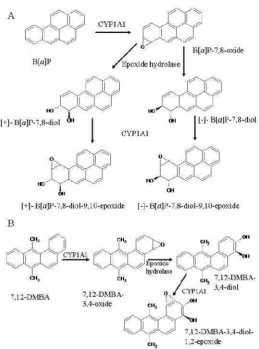 Gambar 5. Metabolisme DMBA (Androutsopoulos, 2009).