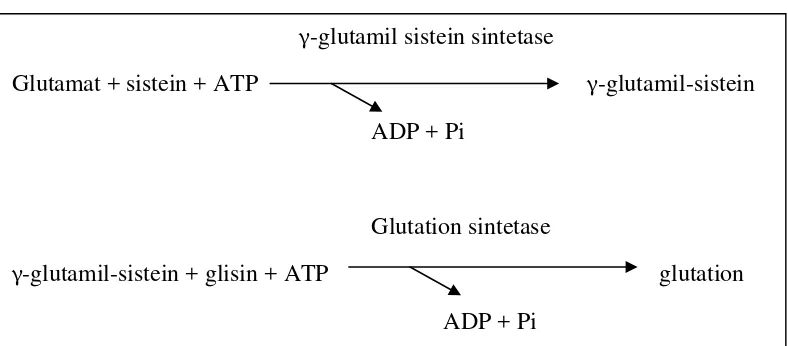 Gambar 6. Sintesis GSH (Rianti, 2004)