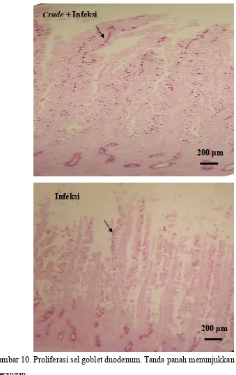 Gambar 10. Proliferasi sel goblet duodenum. Tanda panah menunjukkan sel goblet  