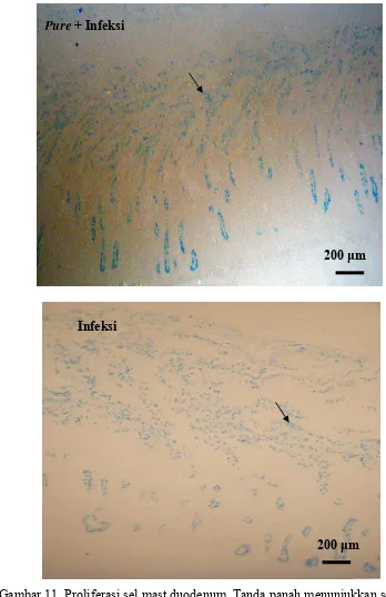 Gambar 11. Proliferasi sel mast duodenum. Tanda panah menunjukkan sel mast 