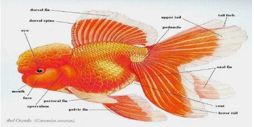 Gambar 2. Morfologi ikan mas koki. (Sumber : www.nevadagoldfish.com) 