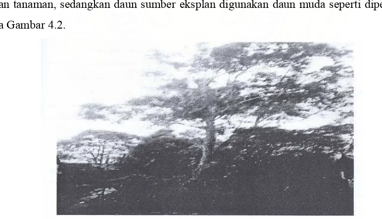 Gambar 4.1. Pohon kemenyan sumatrana (Styrax benzoin Dryander) berkualitas baik dan 