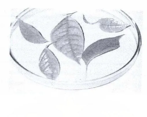 Gambar 4.2. Pucuk kemenyan sumatrana (Styrax benzoin Dryander) yang diambil daun 