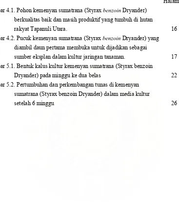 Gambar 4.2. Pucuk kemenyan sumatrana (Styrax benzoin Dryander) yang 