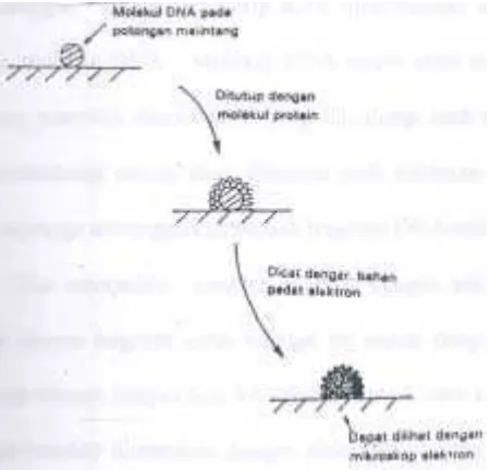 Gambar 3. Gambaran hibrio DNA-RNA antara gen yang mengandung intron 