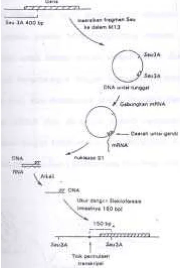 Gambar 4. Pengaruh nukleas S1 pada hibrid DNA-RNA 