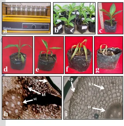 Gambar 2. (a) Biakan Fusarium oxysporum f.sp. cubense (Foc) dalam media 