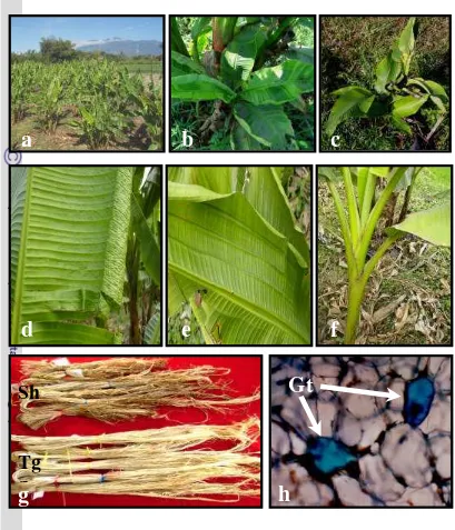 Gambar 7. (a) Populasi  tanaman abaka yang ditumbuhkan di lapangan, (b) 