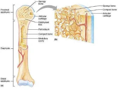 Gambar 2. (a) tulang femur, (b) bagian dalam tulang femur (Anonim, 2013). 
